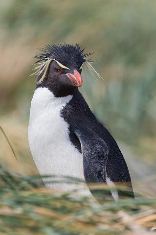 020 Falklandeilanden, New Island, zuidelijke rotspinguin.jpg